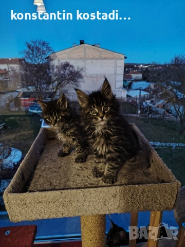 Уникални котенца Мейн кун 