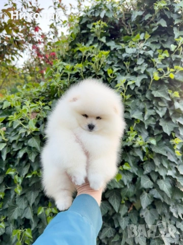 Померан мини момиче с всички ваксини, снимка 5 - Померан - 54340871