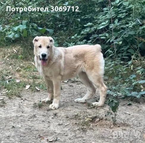Ария и Марс .  Алабайчета