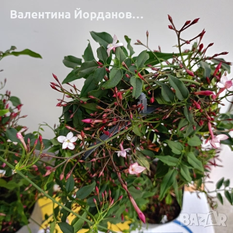 силно ароматен жасмин пред цъфтеж , снимка 2 - Други стоки за дома - 54250671