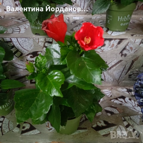 хибискус 