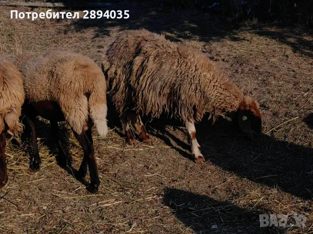 свободно цялото стадо , снимка 5 - Овце - 55697810