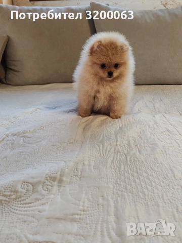 Померан женско мини размер , снимка 7 - Померан - 54113214