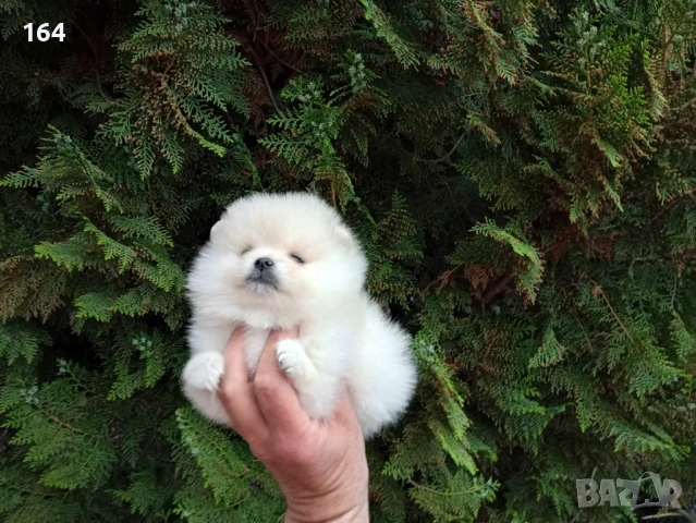 Померани. Реални снимки от 21.04.2026 г. , снимка 7 - Померан - 54273673