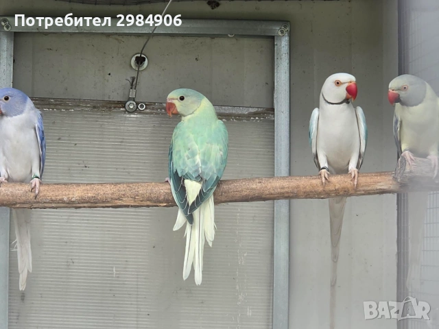 малък александър , РЪЧНО ХРАНЕНЕ, снимка 7 - Папагали - 41350586
