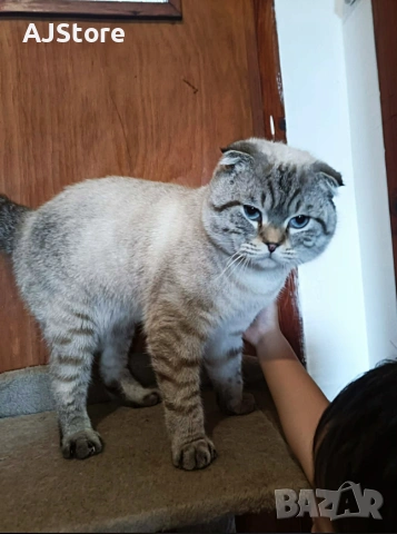 Шотландски и британски котета, снимка 3 - Британска късокосместа - 55217679