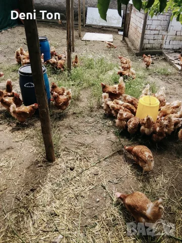 Кокошки Лиман Браун 