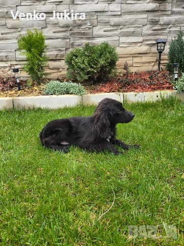 чистокръвно кокер шпаньолче, снимка 4 - Кокер шпаньол - 54059562