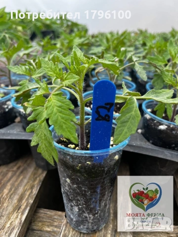 Разсад - домати, пипер, краставици, снимка 9 - Разсади - 54341369
