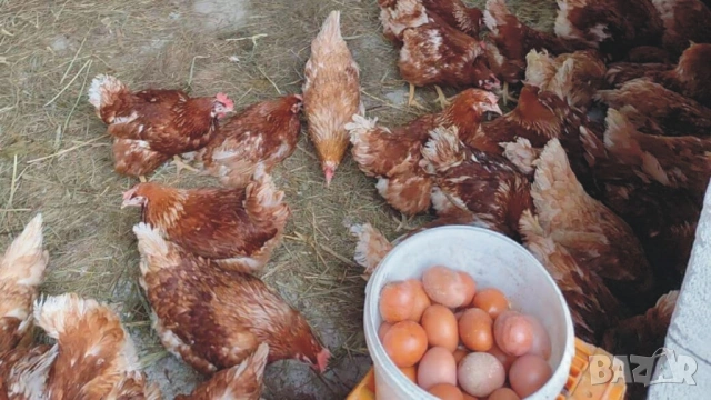 оплодени Яйца от НОСАЧКИ порода Ник Браун -Разплодни яйца за люпене , снимка 5 - Кокошки и пуйки - 54196501