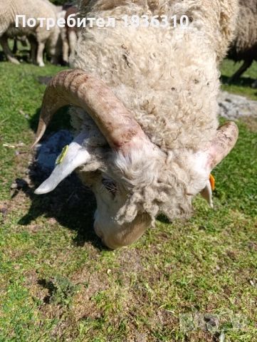 Коч на 1 година, снимка 3 - Овце - 54342507