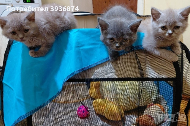 чистокръвни британчета , снимка 4 - Британска късокосместа - 54679698
