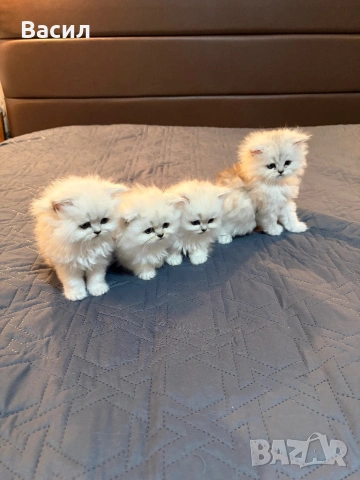 Персийски котенца ,цвят сребърна чинчила , снимка 5 - Персийска - 54087757