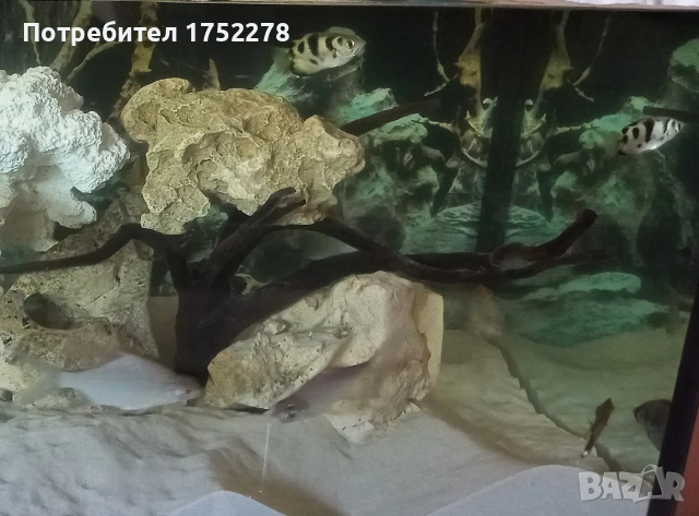 Риби сиамски шарани( Catlocarpio siamensis), снимка 6 - Рибки - 54819180