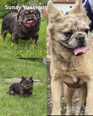 Мъжки френски булдог за разплод, снимка 9 - Френски булдог - 54304209