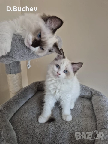 Ragdoll Cats / Регдол котенца , снимка 3 - Други - 55072600
