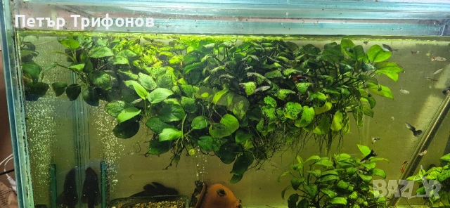 Растение за Аквариум Анубис Нана , снимка 2 - Аквариуми - 54337328