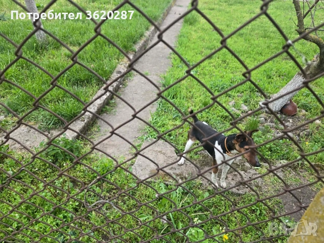 Куче Фокстериер , снимка 2 - Други - 54258198