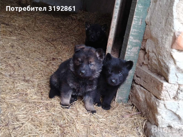 Немски Овчарки