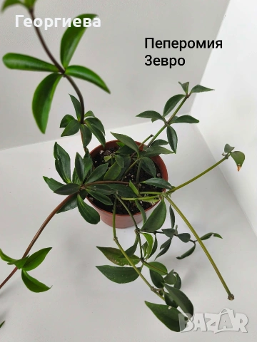 пеперомия