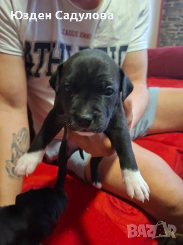 Питбул бебета, снимка 5 - Питбул - 54087165