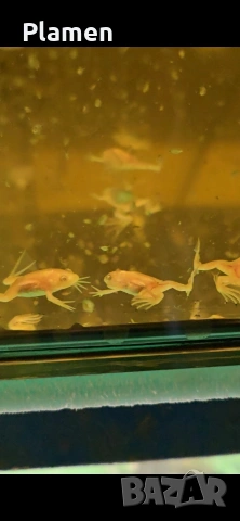 продавам Африканска ноктеста жаба бебета