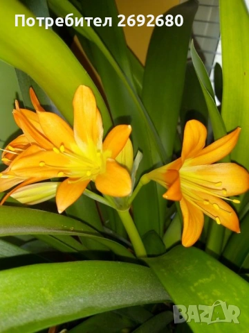 Голяма оранжева кливия с цветонос(5бр.в една саксия с обща цена), снимка 2 - Стайни растения - 45435468