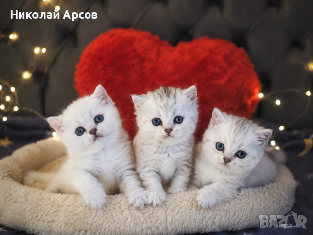 Британски котенца 