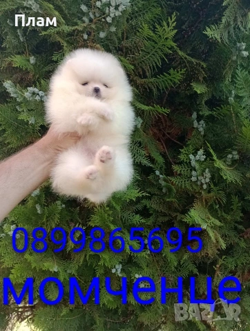 Бели мини Померани. Реални снимки от 10.06.2026 г., снимка 8 - Померан - 54876755