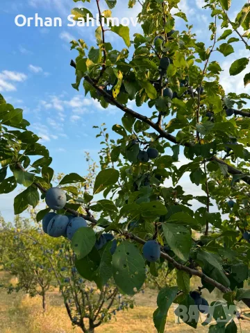 Сини сливи сорт чачанска, снимка 2 - Домашни продукти - 55690083