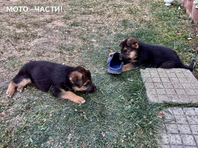Немска Овчарка, Немски Овчарки.
