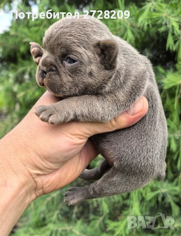 Френски булдог/French Bulldog , снимка 2 - Френски булдог - 54656690