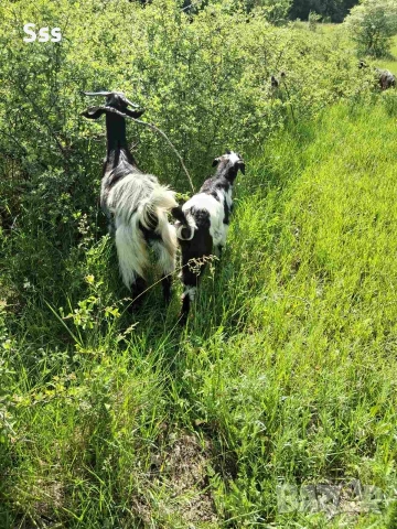 Продава се ялови Кози Чепишки и Ярета , снимка 2 - Кози - 54571956