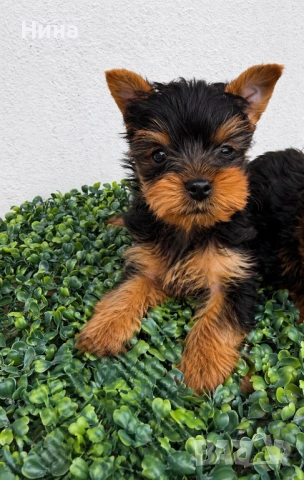 Йоркширски териер - Йорки , снимка 5 - Йоркширски териер - 54334507
