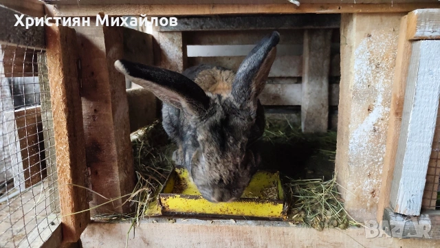 продавам мъжки и женски заек , снимка 2 - Други - 54697658