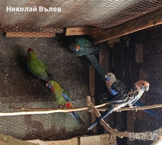 Розели и пенанти, снимка 2 - Папагали - 55508673