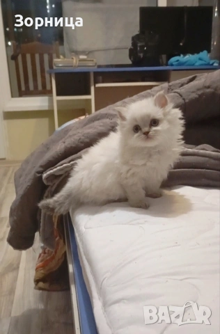 Британска сребърна чинчила , снимка 8 - Чинчили - 54337750