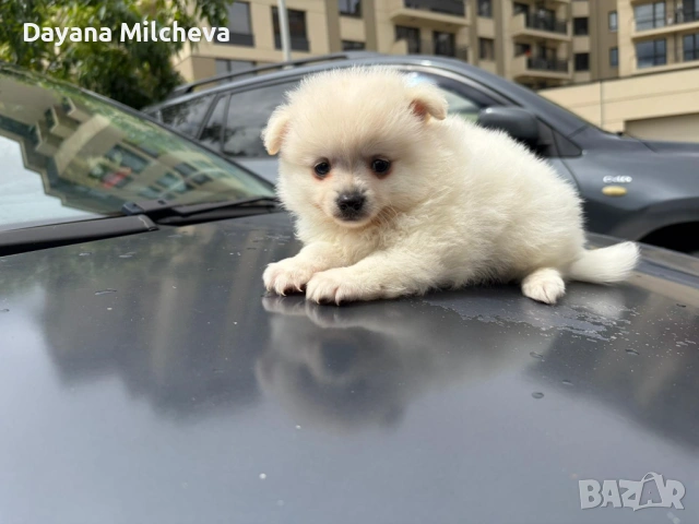 Чисто кръвен Померан 