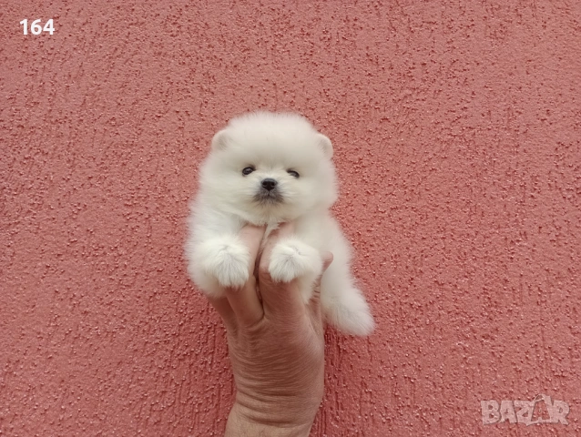 Мини мъжки Померан. Реални снимки от 27.04.26 г., снимка 2 - Померан - 54314213