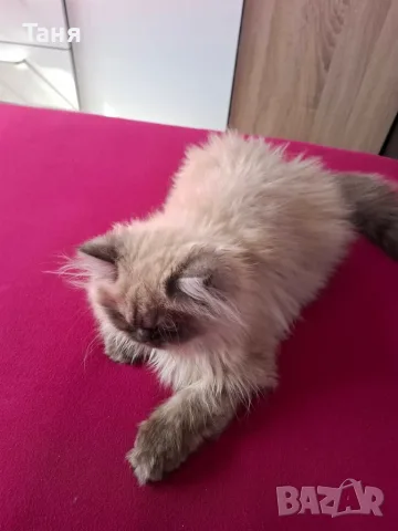 Подарявам ПЕРСИЙСКИ котета