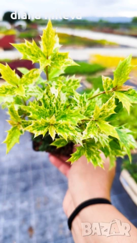 Османтус Гошики, Osmanthus heterophyllus Goshiki, снимка 8 - Градински цветя и растения - 54609924