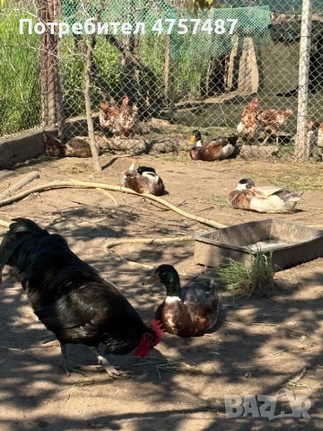 Патици, снимка 2 - Патици и гъски - 54309983