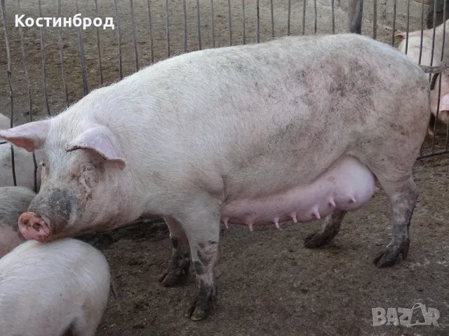 СВИНЕ МАЙКИ И прасета  - ЛИКВИДАЦИЯ, снимка 8 - Прасета - 55636190