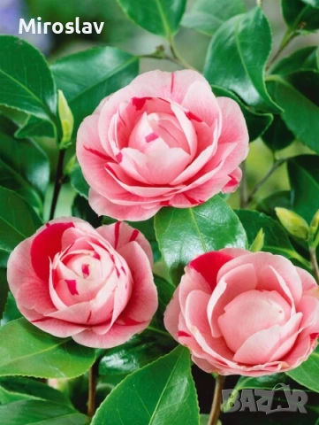 Камелия (Шарена), снимка 3 - Градински цветя и растения - 54199675