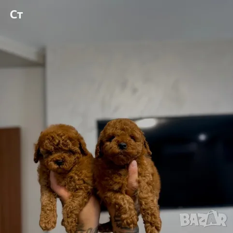 Podlle Toy Пудел Той , снимка 5 - Пудели - 55535338