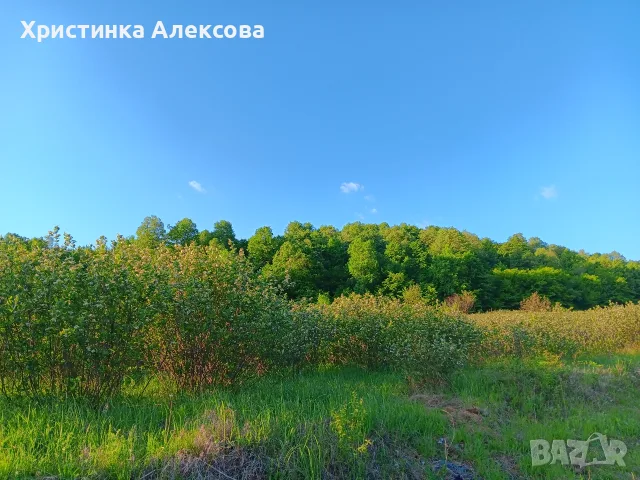 Арония плод реколта 2026 г., снимка 2 - Пчелни продукти - 55573927