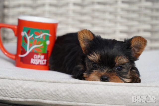 Йоркширски териер , снимка 4 - Йоркширски териер - 54005865