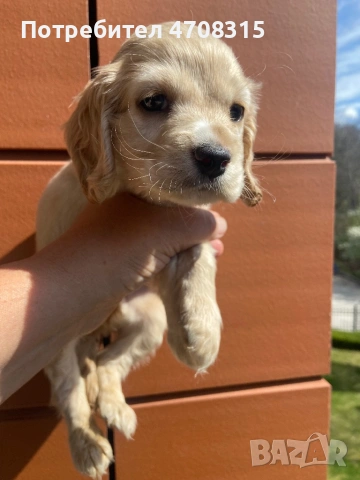 Кокер шпаньол момче карамел ваксина, снимка 7 - Кокер шпаньол - 54134063