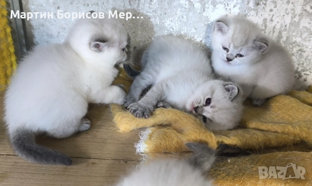 британски късокосмести, снимка 5 - Британска късокосместа - 54685046