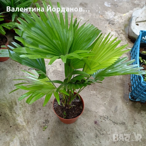 палма Ливингстън и монстера делициоза 
